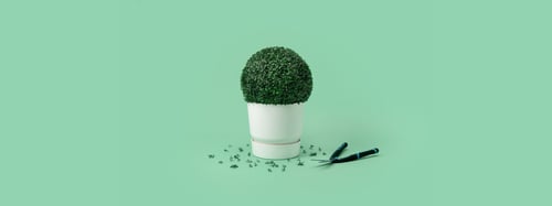 Plant.