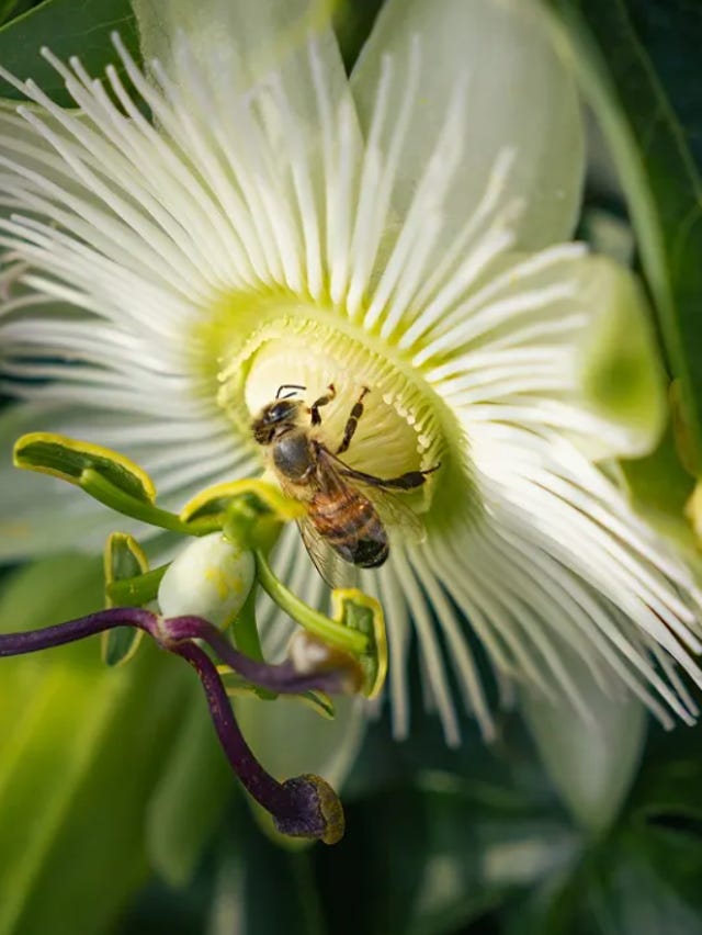 Schermafbeelding 2024-11-13 om 17.05.38.png