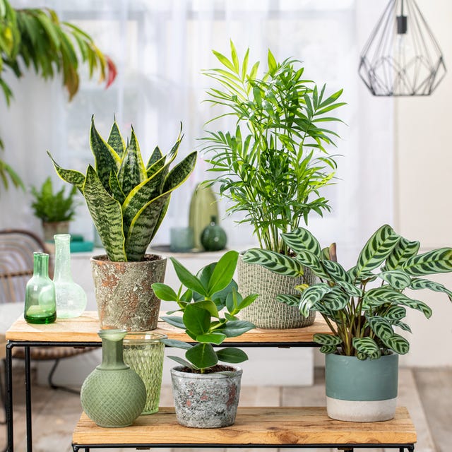 Kamerplanten_main_foto.jpg Kamerplanten_main_foto.jpg