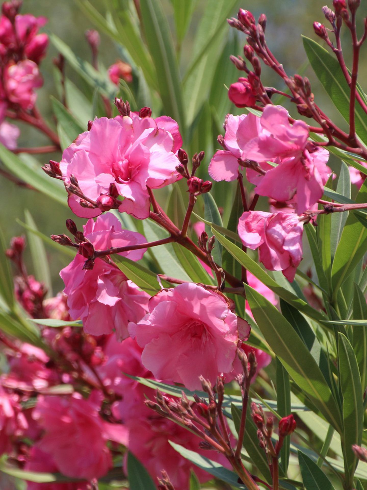 Oleander_snoeien.jpg