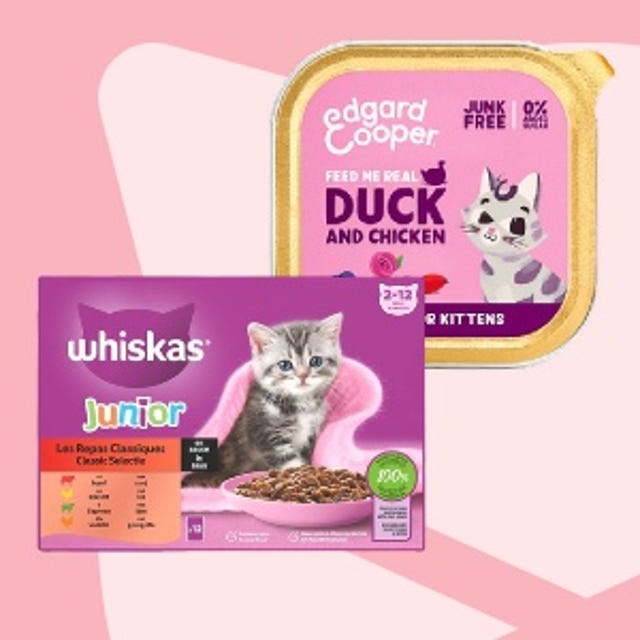 Kittenwinkel_NatvoerKittens.jpg Kittenwinkel_NatvoerKittens.jpg