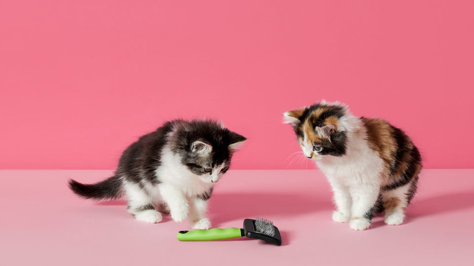 sf_dierenwinkel.png sf_dierenwinkel.png