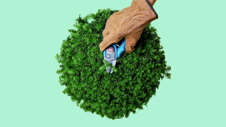 tuinadvies tuinadvies