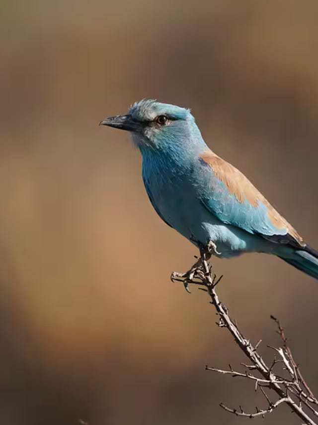 Schermafbeelding 2024-12-12 om 16.30.09.png