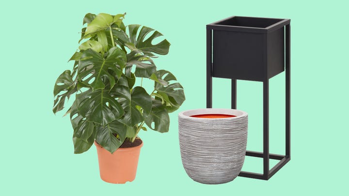 planten en potterie planten en potterie