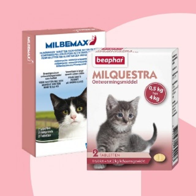 Kittenwinkel_Ontwormen.jpg Kittenwinkel_Ontwormen.jpg
