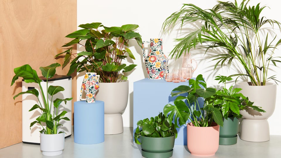 Planten en vazen