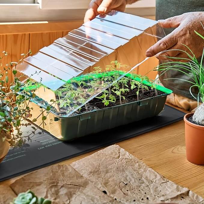 ZenGreens® Biologische Broccolizaden – Makkelijk Kweken In De Tuin, Balkon Of Verhoogde Bak – Ramoso Calabrese