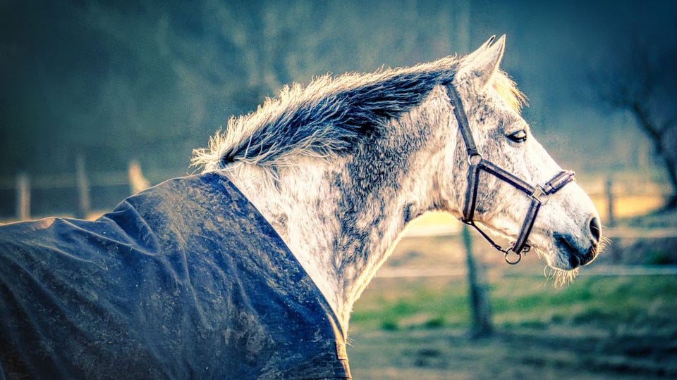 Paard winterdeken.jpg Paard winterdeken.jpg