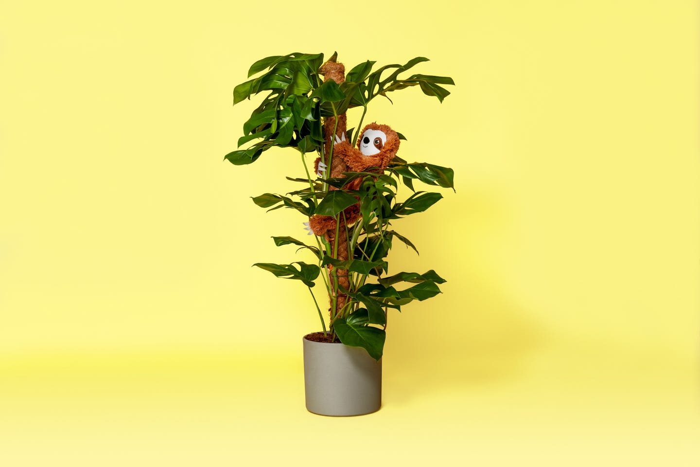 kamerplant
