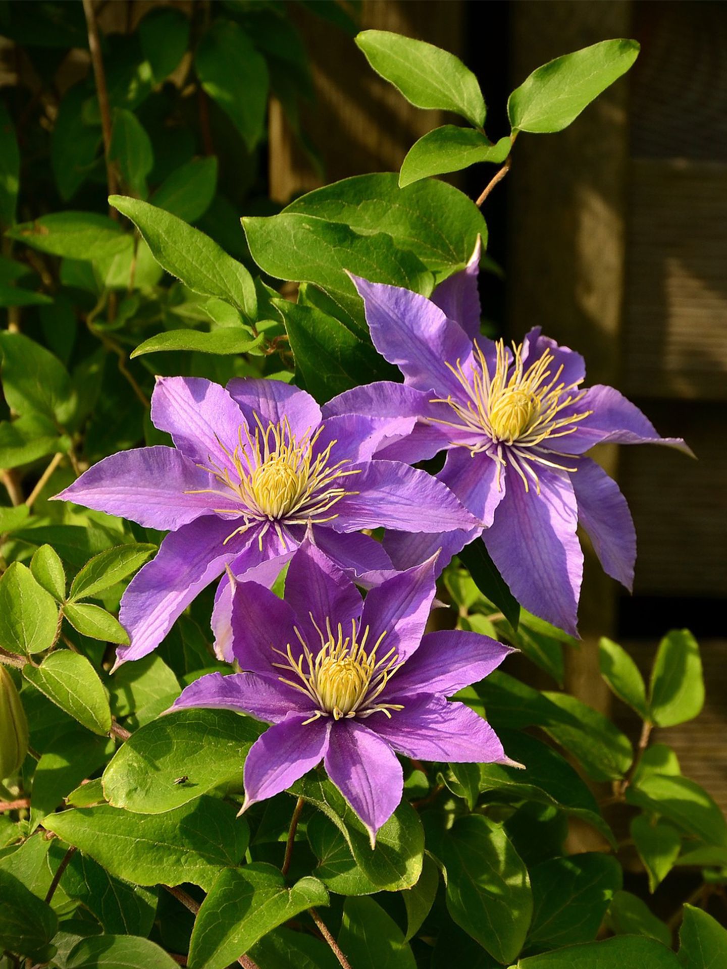 Clematis_snoeien.jpg