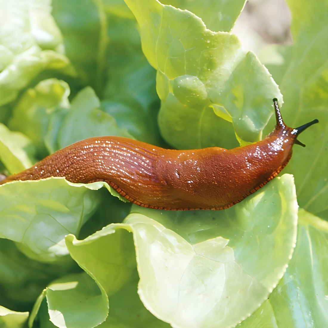 Alles tegen slakken in je moestuin | bol