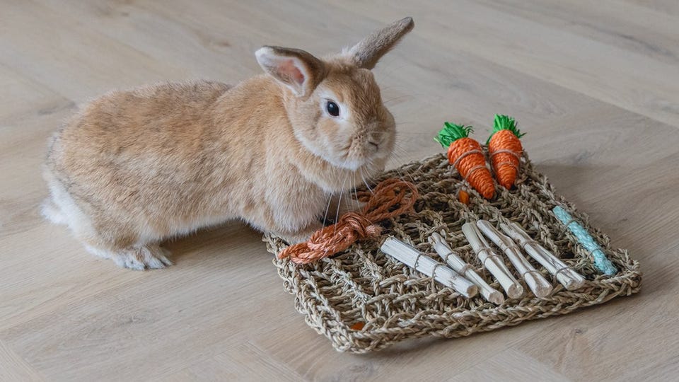 Konijn in tuin.png Konijn in tuin.png