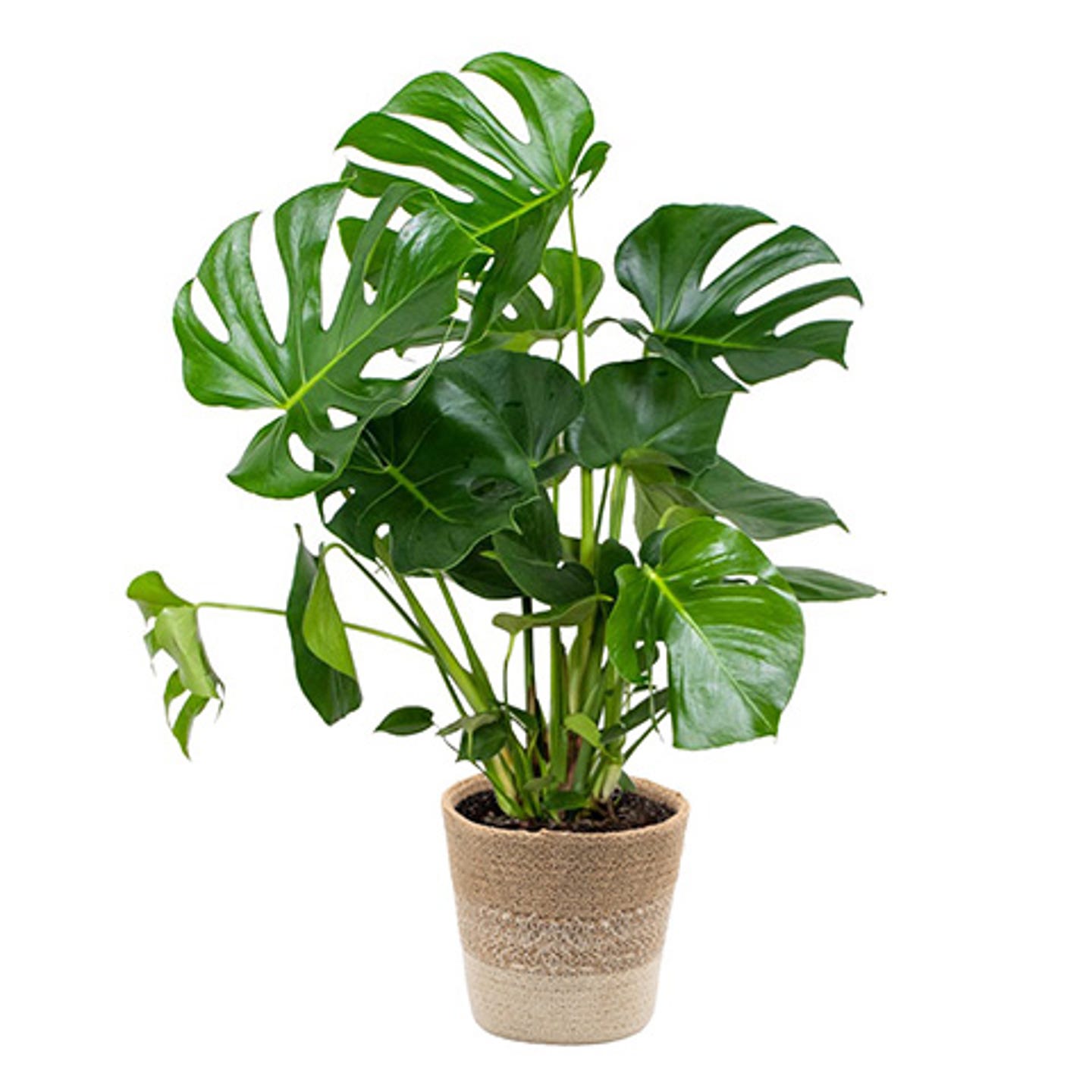 Kamerplanten