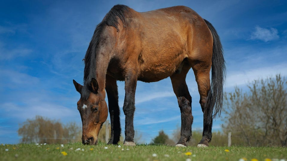 Staand paard in grasveld.jpg Staand paard in grasveld.jpg