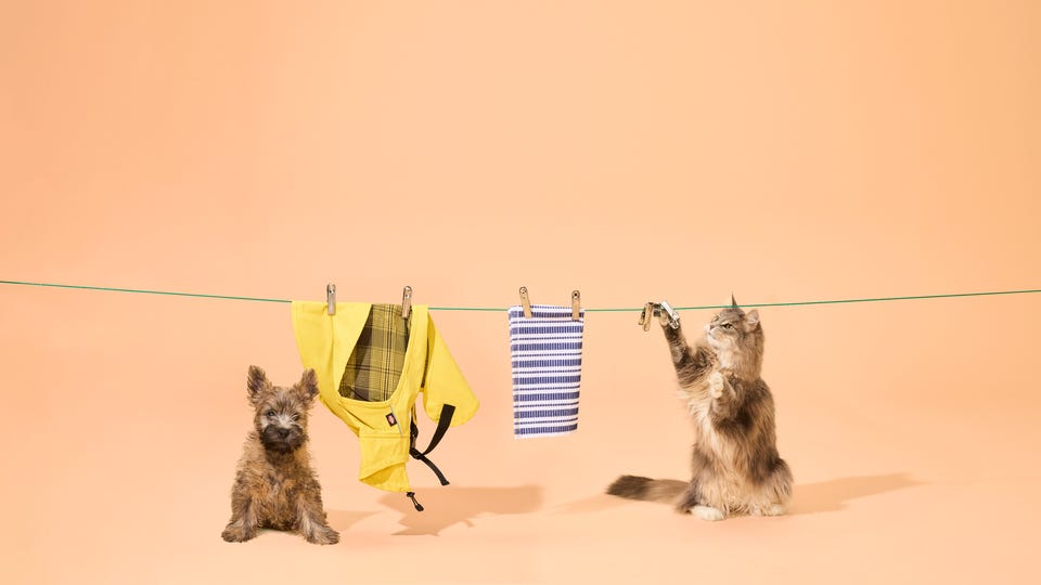 Content stack-08_2024_Q02_CMS_Supermarkt_Hond_Kat.jpg Content stack-08_2024_Q02_CMS_Supermarkt_Hond_Kat.jpg