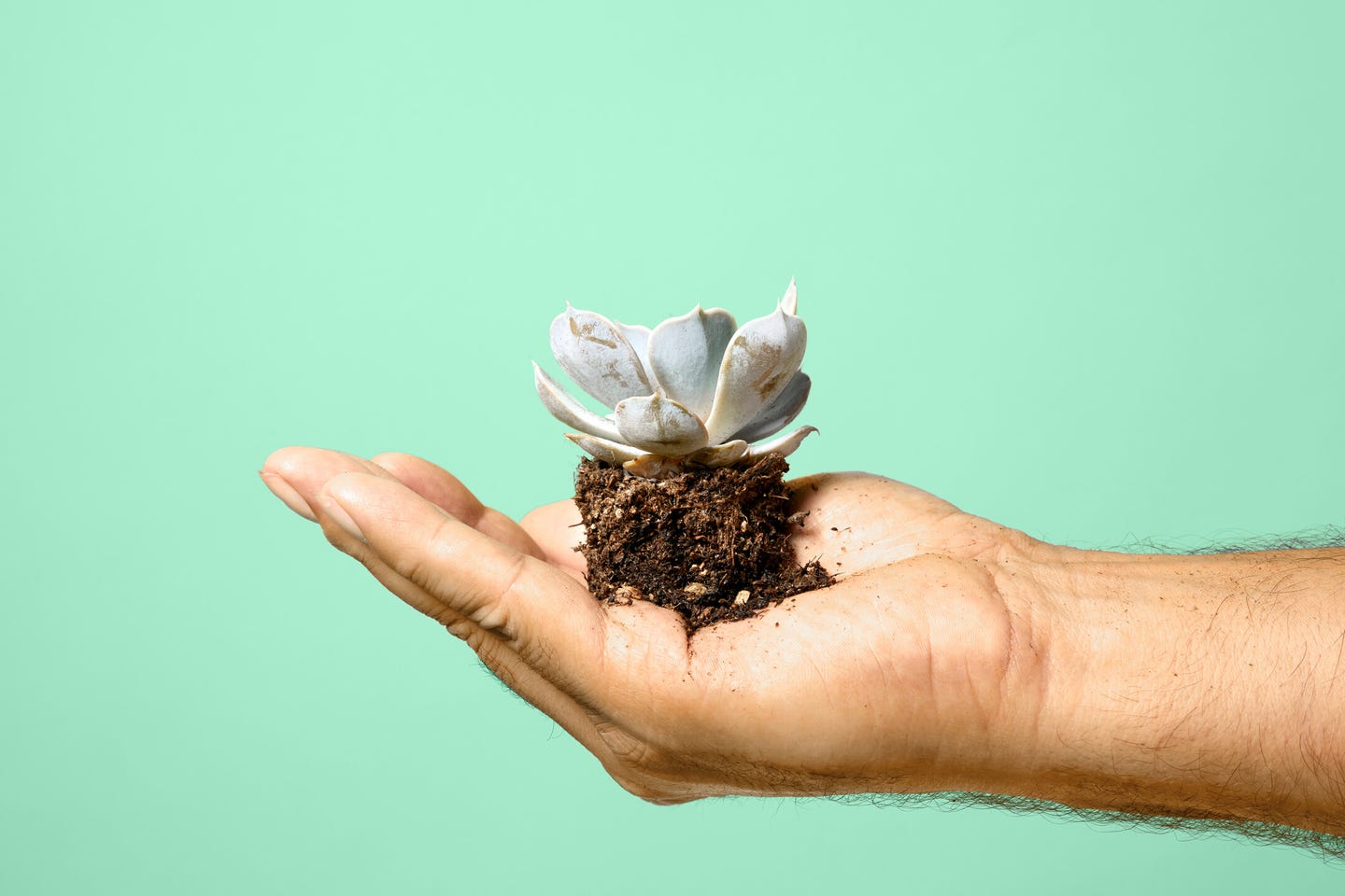 Hand met plant duurzaamheid